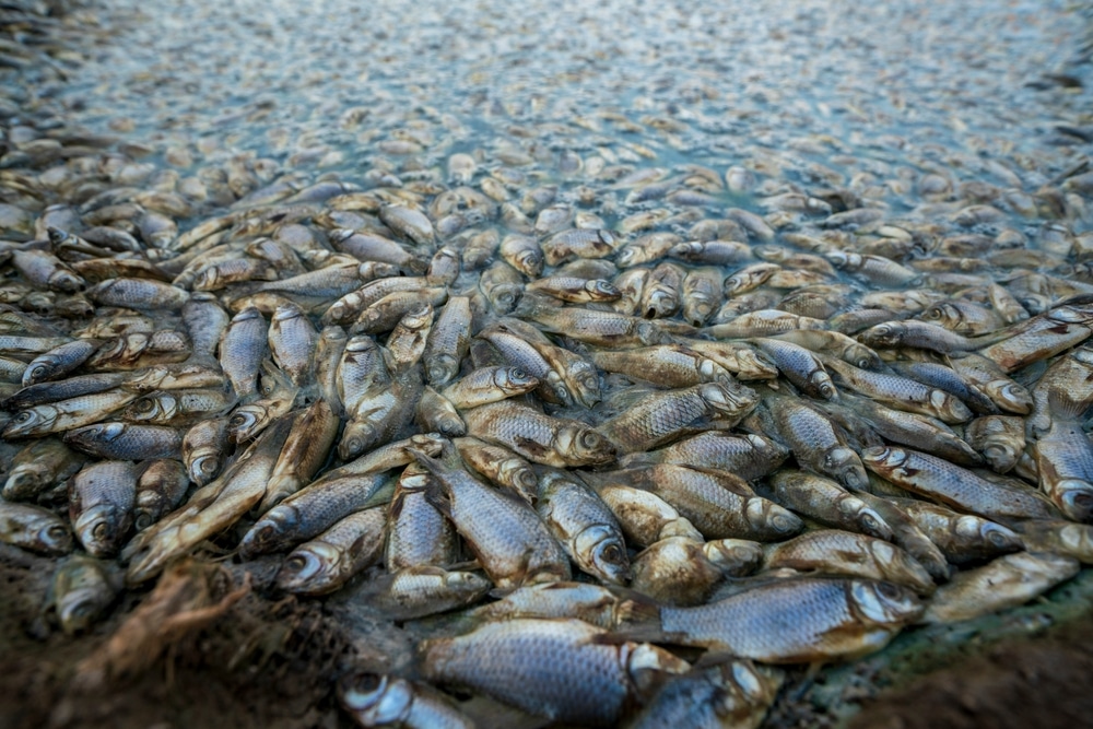 Thousands of tons of dead fish wash ashore in northern Japan with no explanation of why