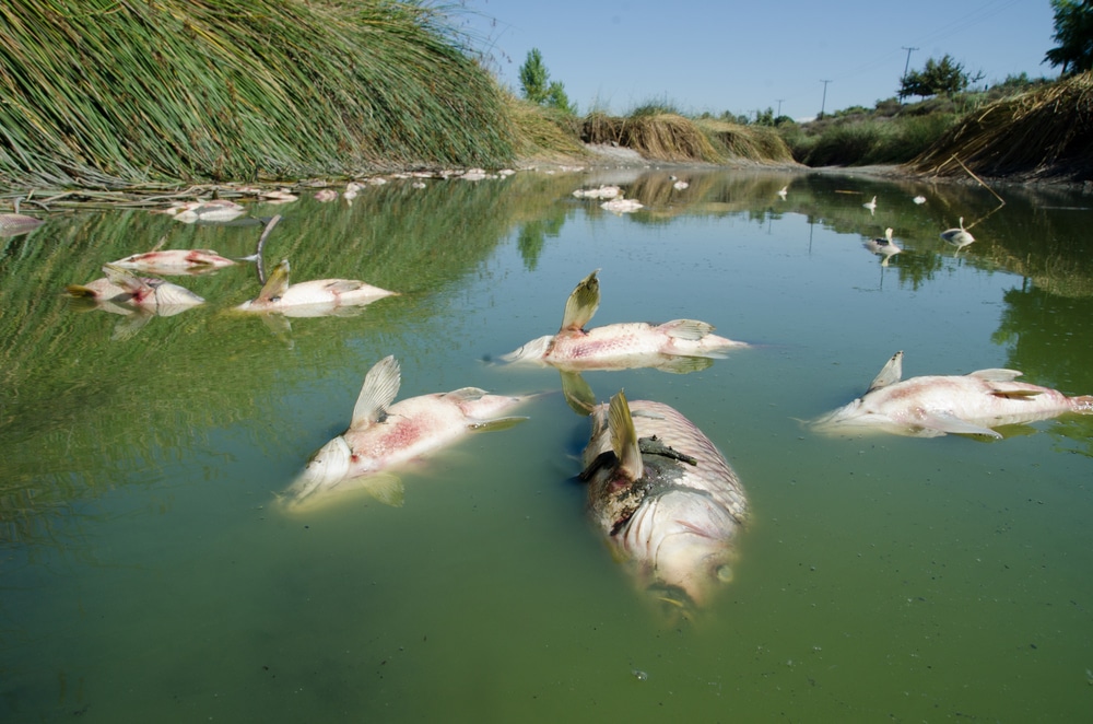 A quarter of world’s freshwater fish at risk of extinction