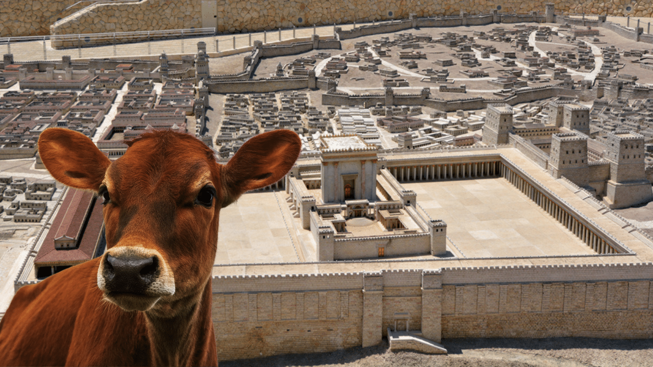 Hamas spokesman claims Oct 7th attack was launched to stop the red heifers from being used in coming Third Temple