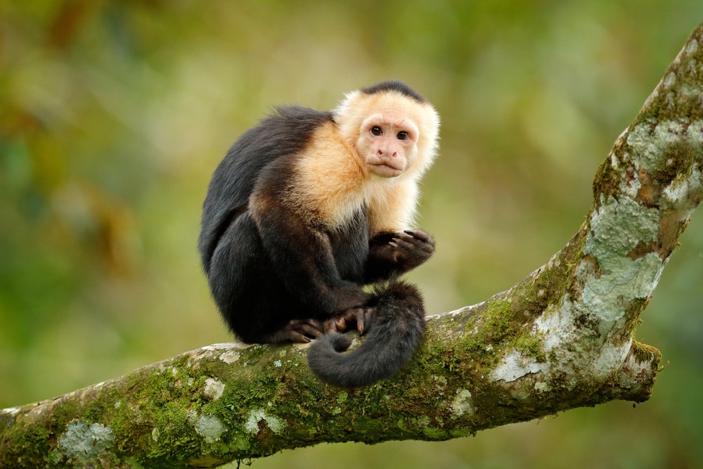Scientists develop brain chip for monkeys to “stop them from taking risks”