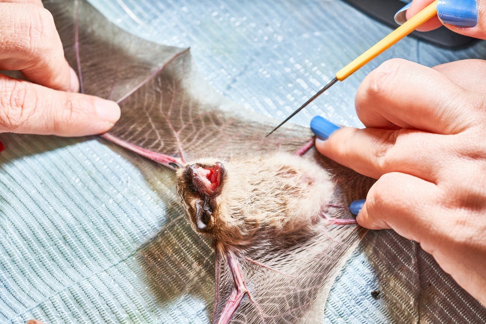 Research group linked to Wuhan discovers never-before-seen virus in bats in Thailand with ‘almost’ as much potential as Covid to infect humans