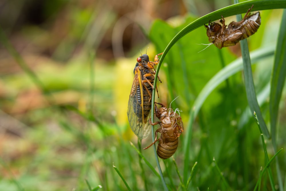 Millions of cicadas from 2 broods will emerge across multiple states this year