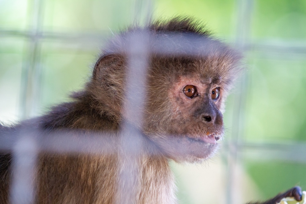 Cloned monkey kept alive for 2 years by scientists for the first time