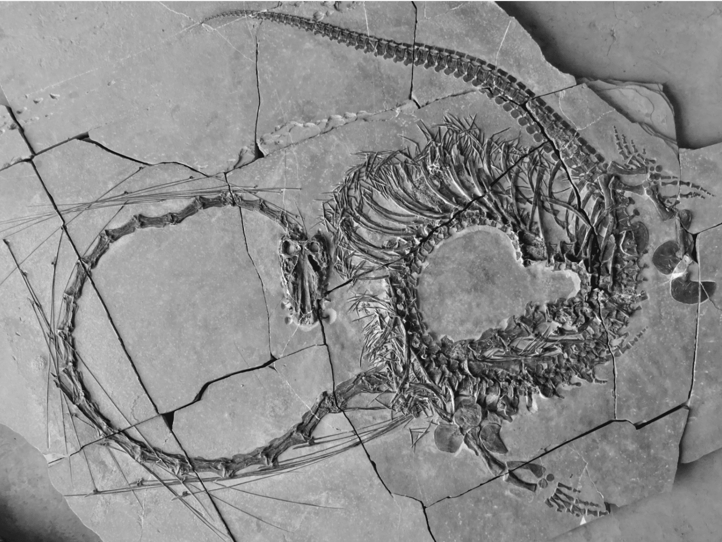 Scientists discover ‘very strange’ 240-million-year-old ‘Chinese dragon’ fossil