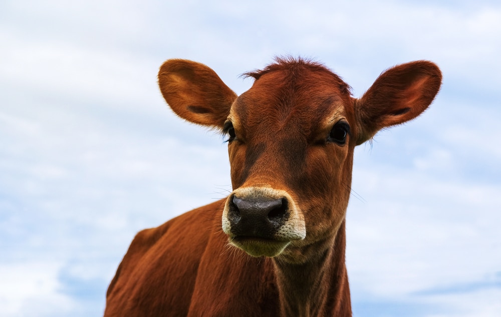 The Day of the Prophetic Red Heifer Is Almost Here