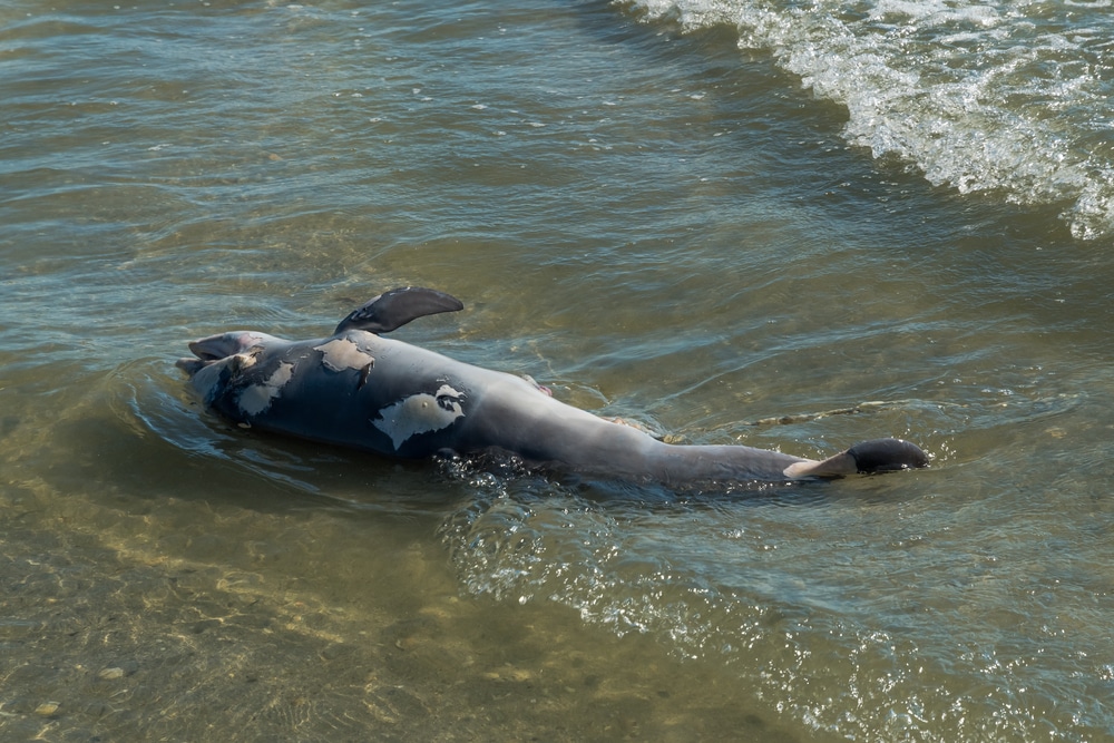 Dead Dolphins Wash Up on Texas Beaches