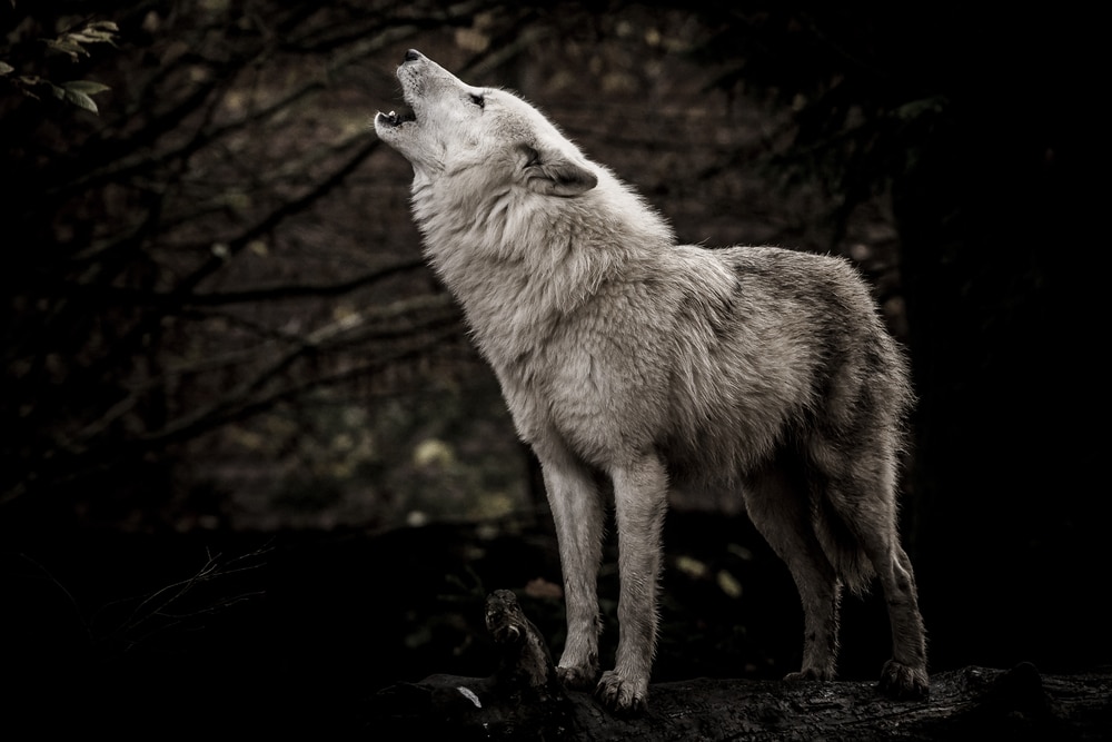 Mutant wolves roaming the Chernobyl disaster area have developed cancer-resistant genes