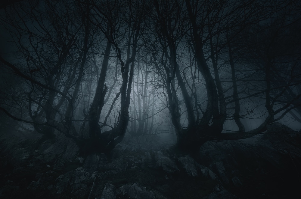 What is causing an unusual level of ‘paranormal activity’ in a patch of woodlands in Massachusetts?