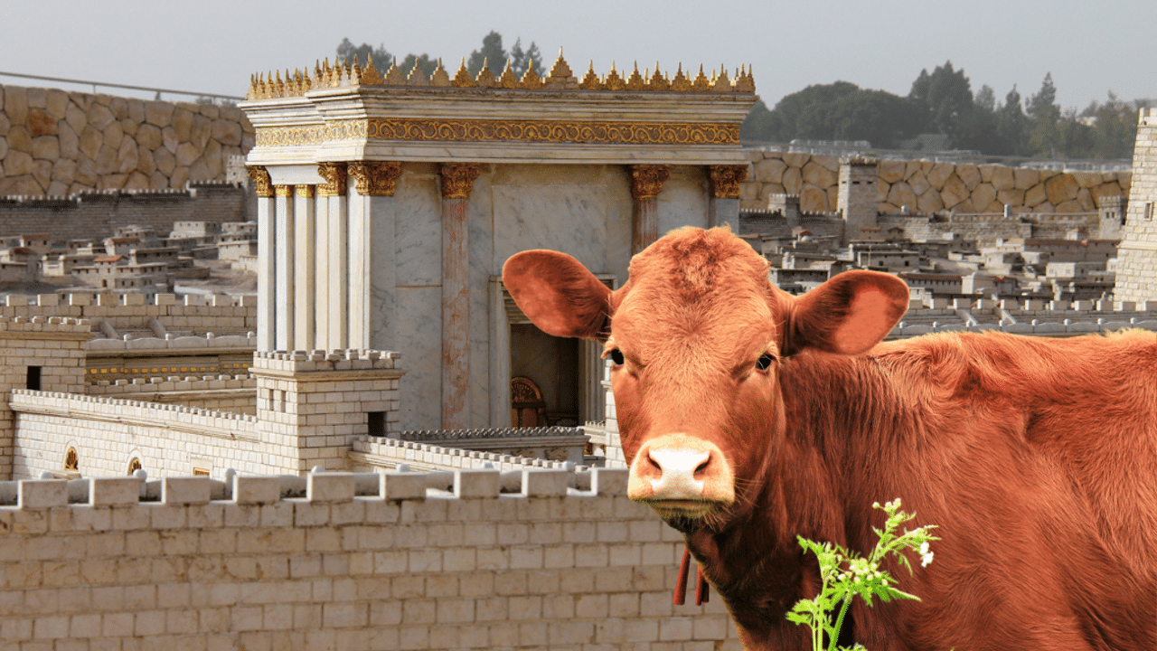 What these red cows from Texas have to do with war and peace in the Middle East