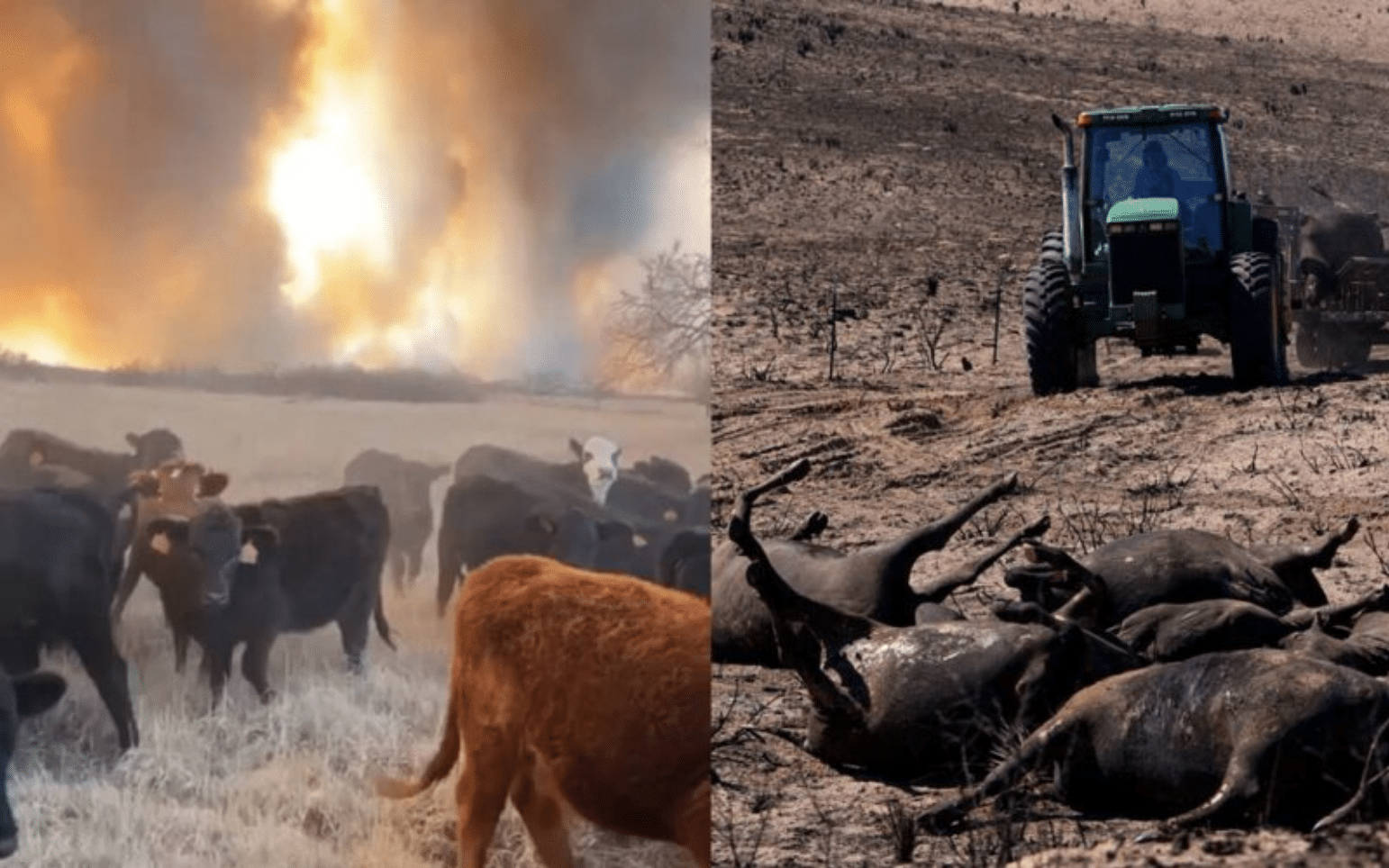 UPDATE: Texas wildfire causes ‘Catastrophic Losses’ to cattle herds: ‘Farmers & Ranchers are losing everything’