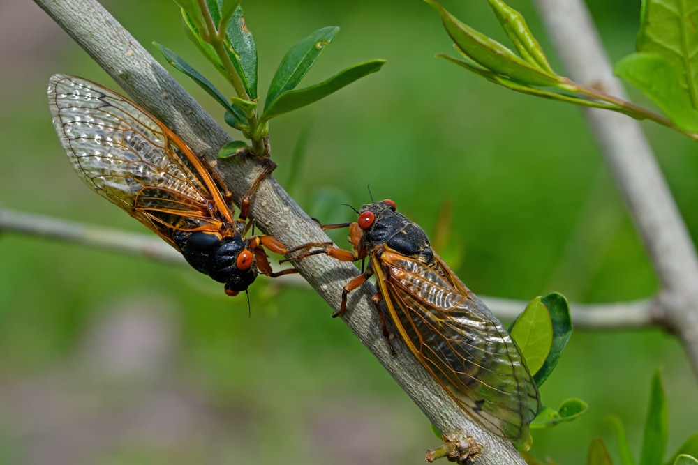 Billions of cicadas are about to emerge, creating a once-in-a-lifetime event
