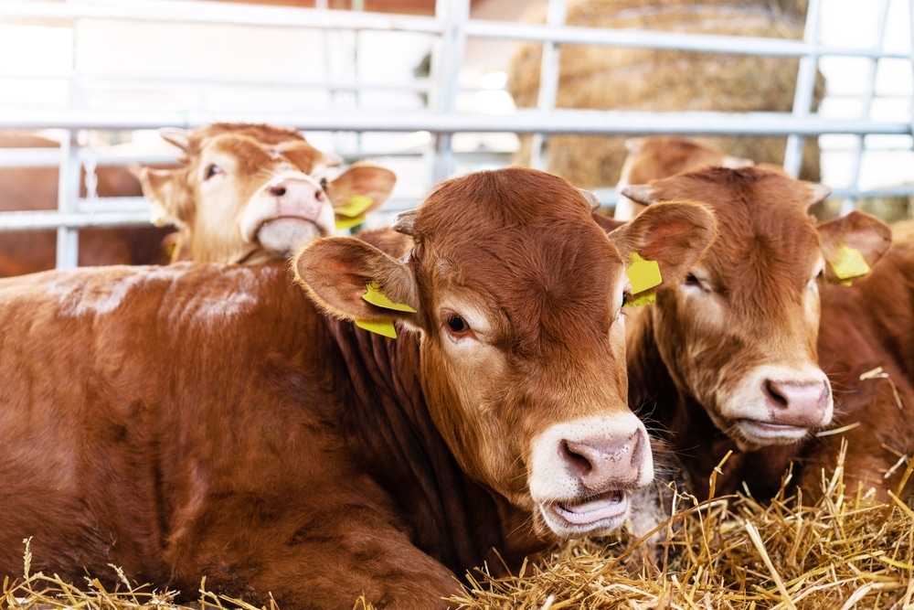 New reports indicate that the Red Heifers could be ready for the Temple by Passover