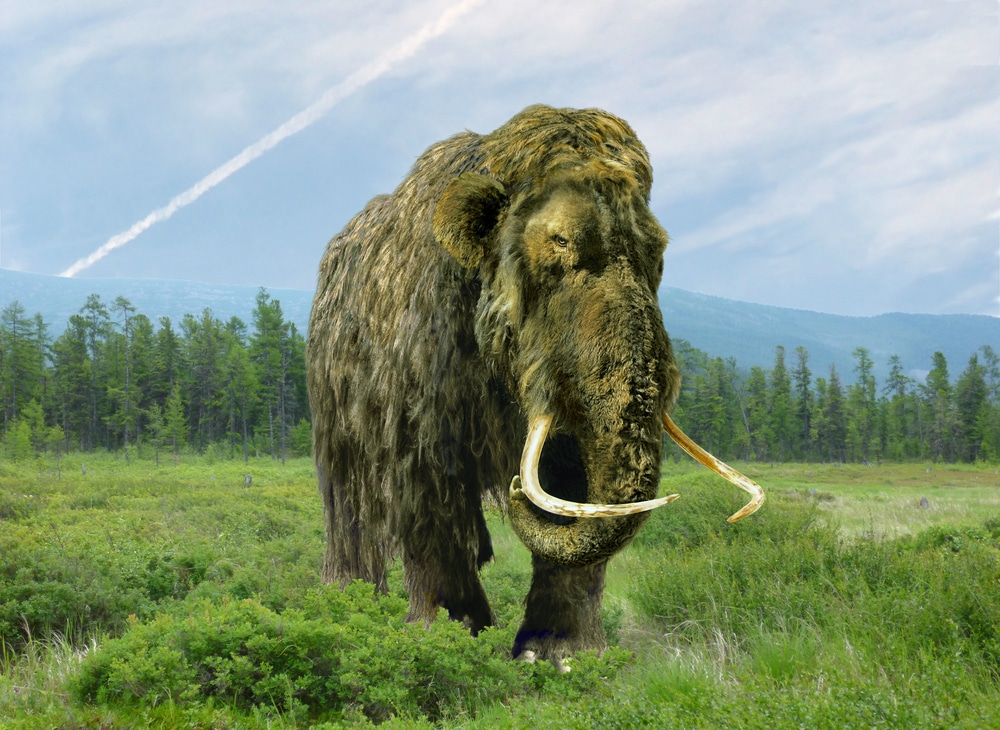Scientists say they’re closer to reviving mammoths. What could go wrong?