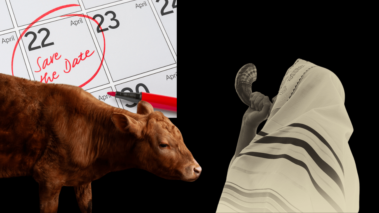 Rumors circulate that red heifer sacrifice could happen as soon as Passover on April 22nd