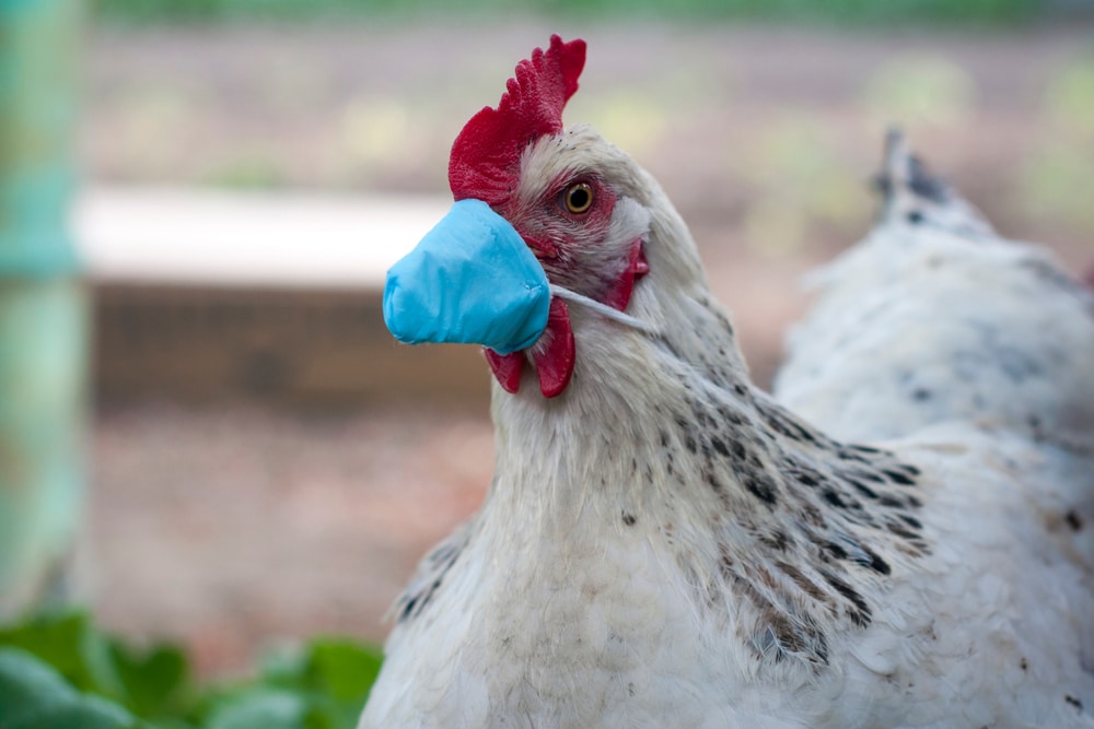 Bird flu continues to spread to more farm animals raising concerns