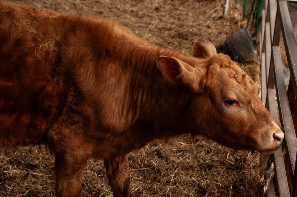 Could this be the priest chosen to sacrifice the red heifer to prepare for the third temple?