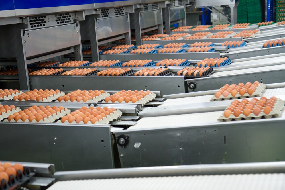 Largest US egg producer in Texas forced to temporarily shut down after bird flu wipes out nearly 2 million chickens