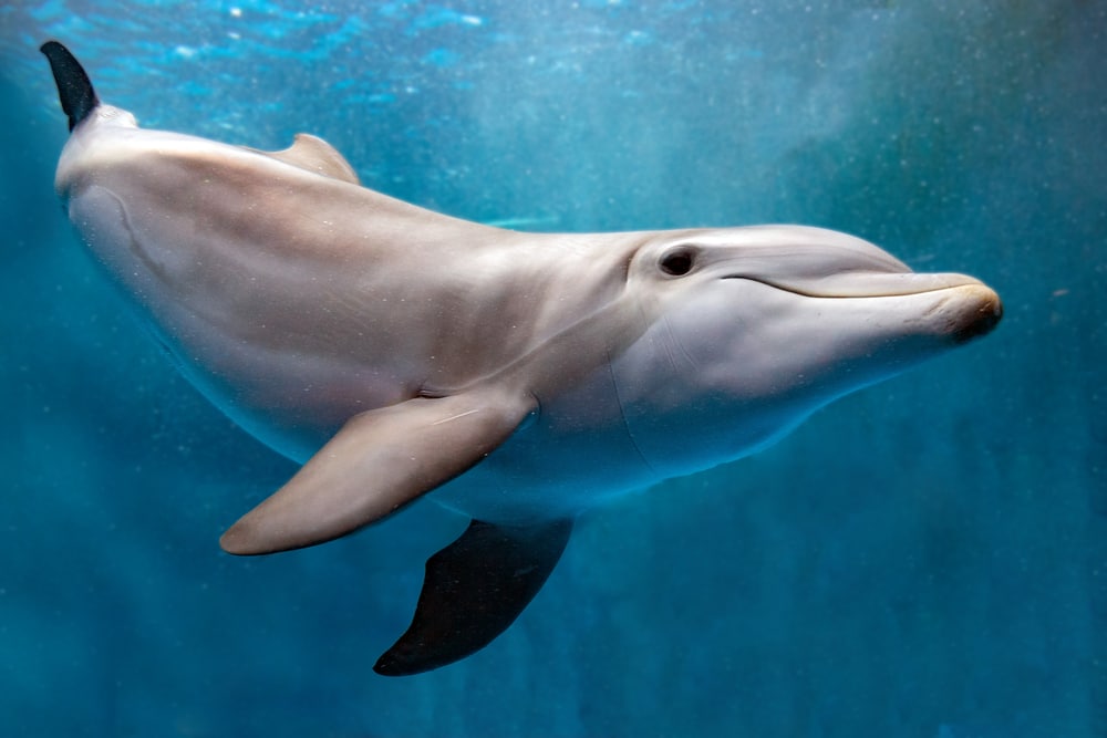 A dolphin has just been diagnosed with the bird flu for the first time