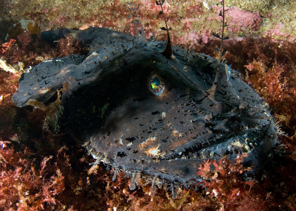 Rare deep-sea creature with alien-like features washes ashore Oregon beach