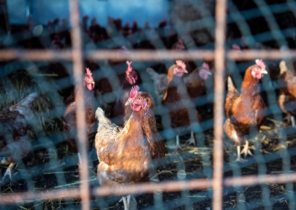 More than 4 million chickens will be culled at Iowa farm where Bird Flu discovered