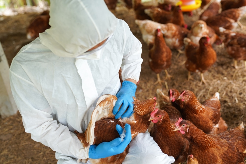 FDA warns for potential Bird Flu pandemic that could kill one in four Americans