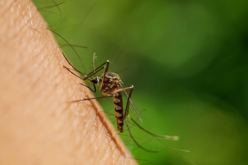 Cases of dengue fever in America have surpassed record