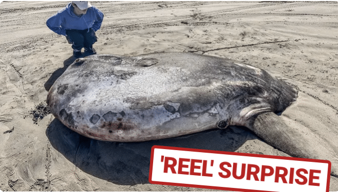 Massive, odd-looking fish washed up on beach, leaving experts stumped