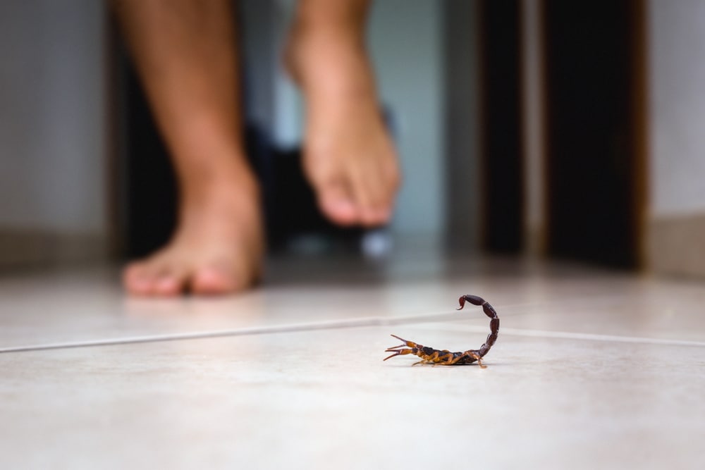 Scorpions are invading homes in Central Texas in higher numbers than past summers