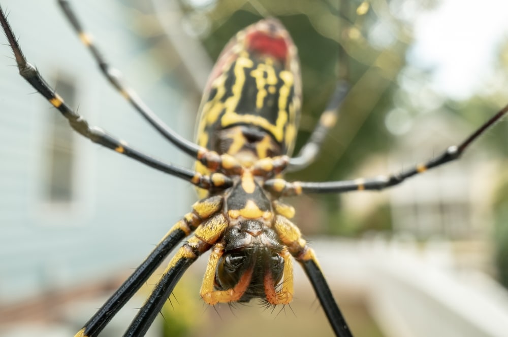 Giant venomous flying spiders set to spread across the East Coast