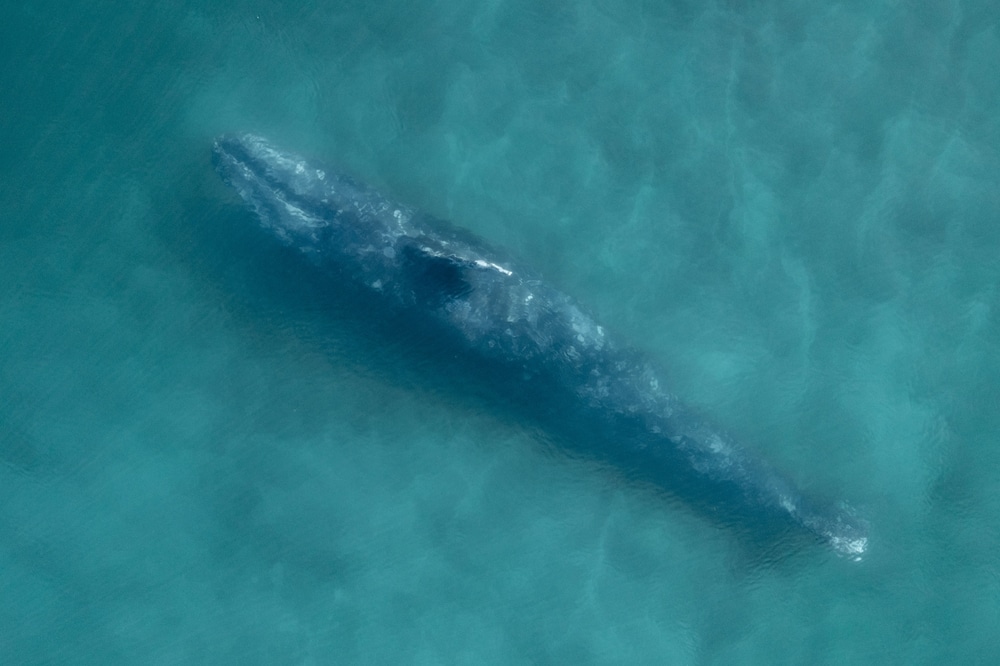 Why are gray whales swimming into San Francisco Bay in increasing numbers?
