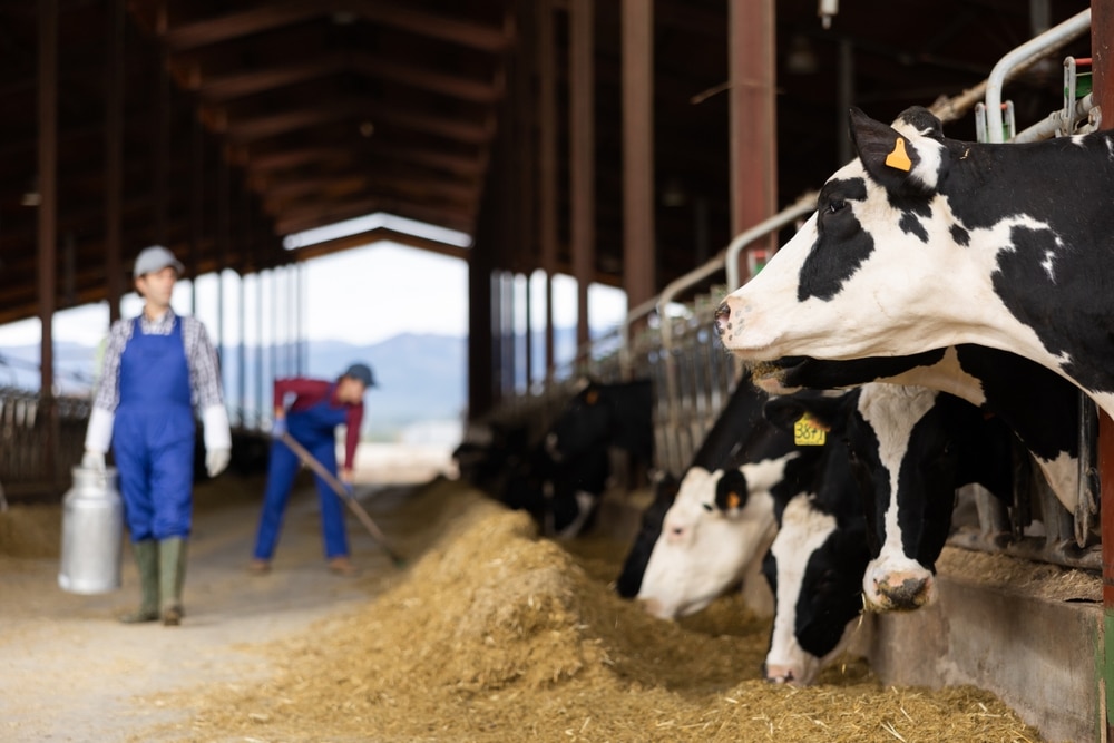 Dairy cows infected with avian flu in five U.S. states have died or been slaughtered by farmers because they did not recover