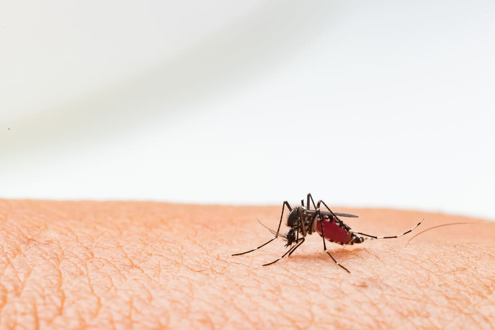 CDC warns of increased dengue fever risk in U.S.