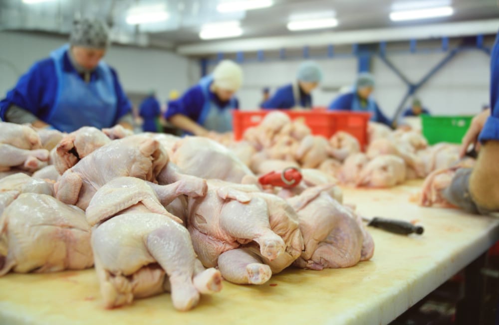 3 Colorado poultry workers test presumptively positive for bird flu