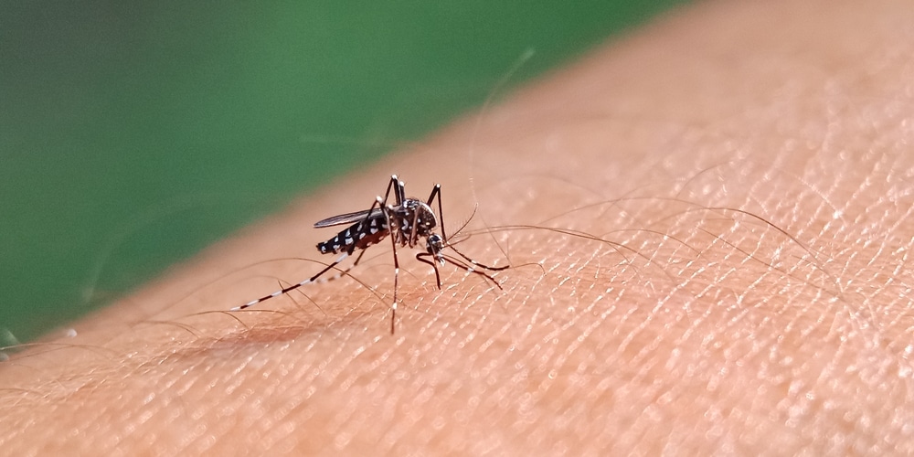 CDC issues urgent dengue fever warning as 41 travelers in New Jersey infected