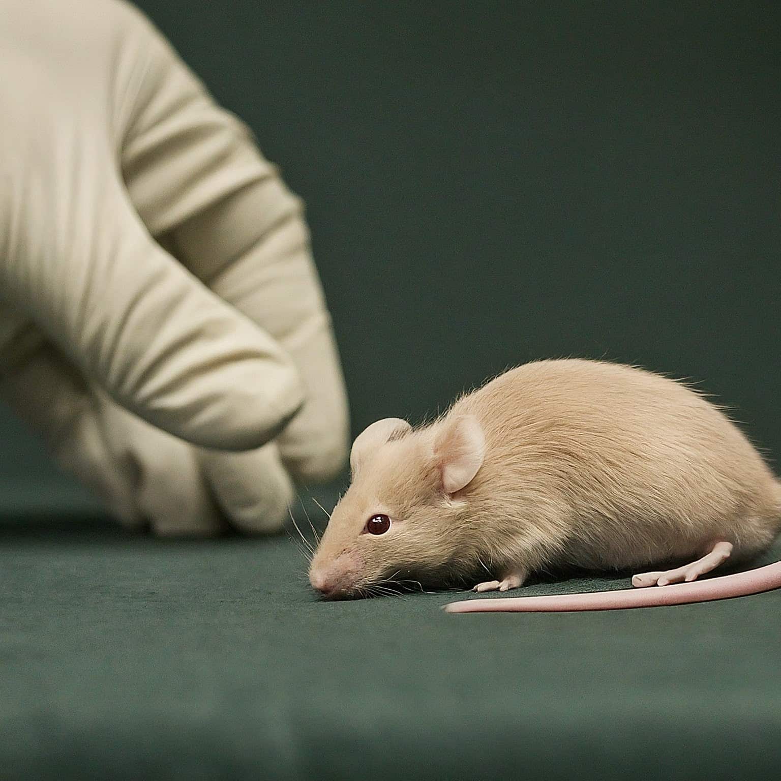 Animal lifespans extended by 25% with revolutionary ‘anti-aging drug’