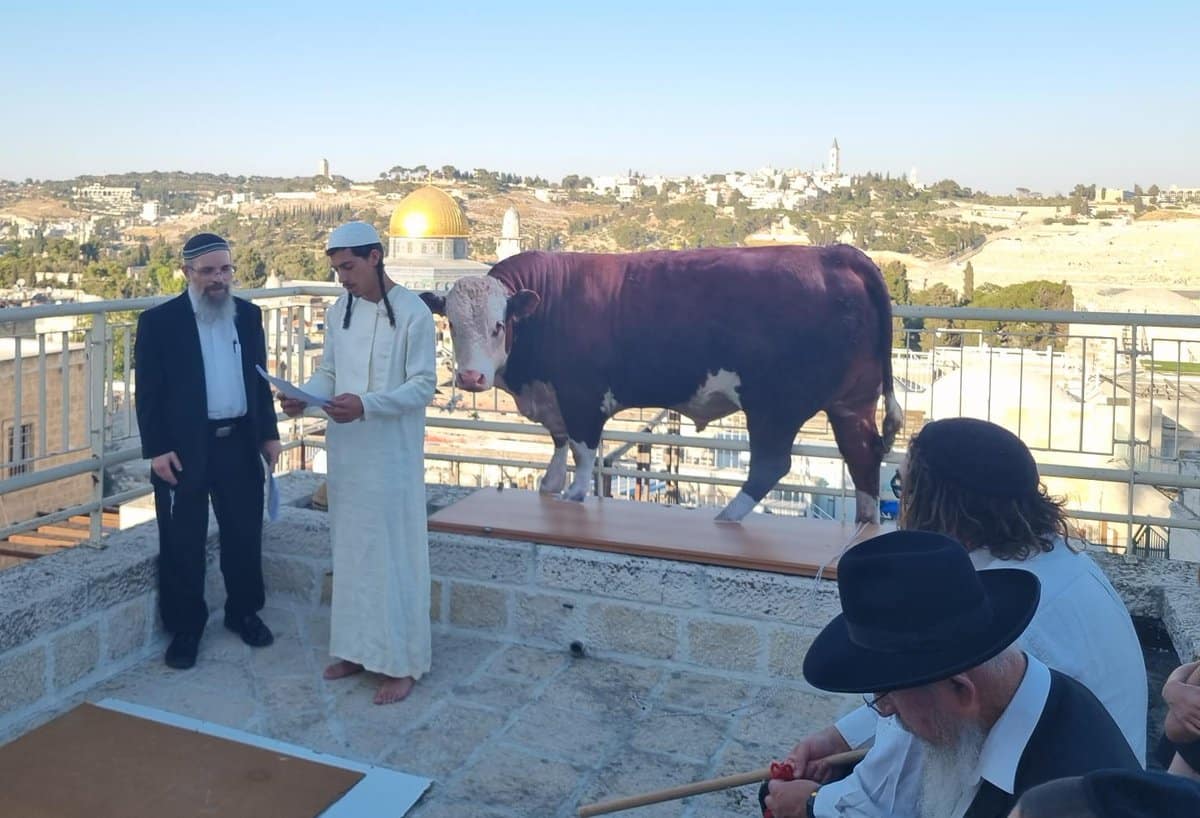 Are Religious Leaders In Israel Getting Ready To Sacrifice A Red Heifer?