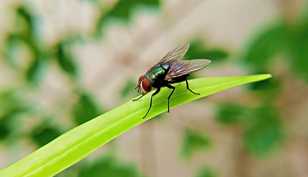 Blowflies carrying bird flu found in Japan, raising concerns of potential new transmission route for the virus to spread