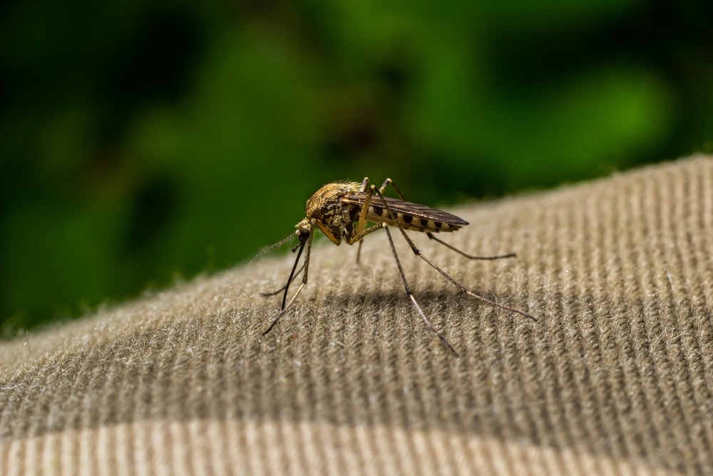 New England prepares for mosquitos bearing deadly infections