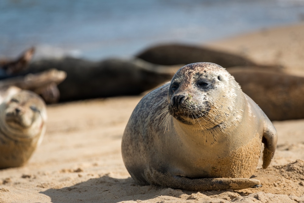 Scientists have just identified the first known outbreak of rabies in seals