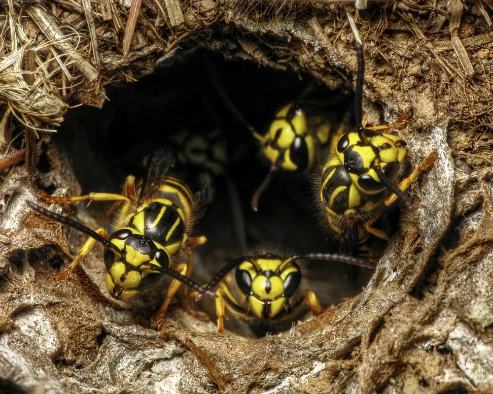 Helene’s deadly flooding in western NC disrupted underground nests of stinging insects, causing them to sting workers and residents