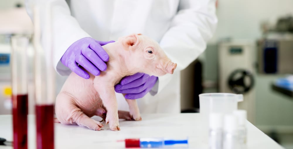 Doctors bring pig’s brain back to life, with functioning activity, nearly an hour after the animal died