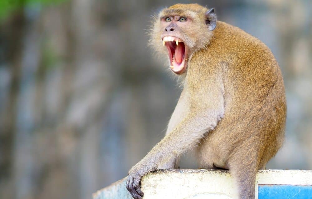 Missing monkeys turns spotlight on South Carolina lab