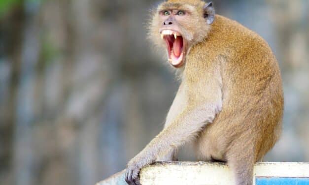 Missing monkeys turns spotlight on South Carolina lab