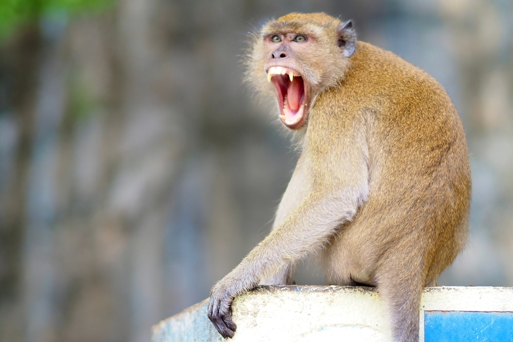 Missing monkeys turns spotlight on South Carolina lab