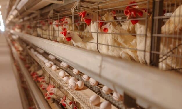 Bird flu detected in nearly one MILLION chickens in southwestern Ohio county