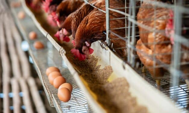 Georgia has just halted poultry sales in the state after bird flu detected