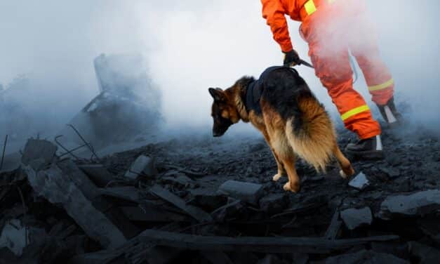 Hundreds of animals treated for burns and injuries caused by LA wildfires