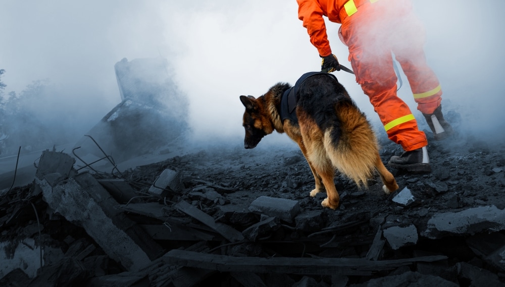 Hundreds of animals treated for burns and injuries caused by LA wildfires