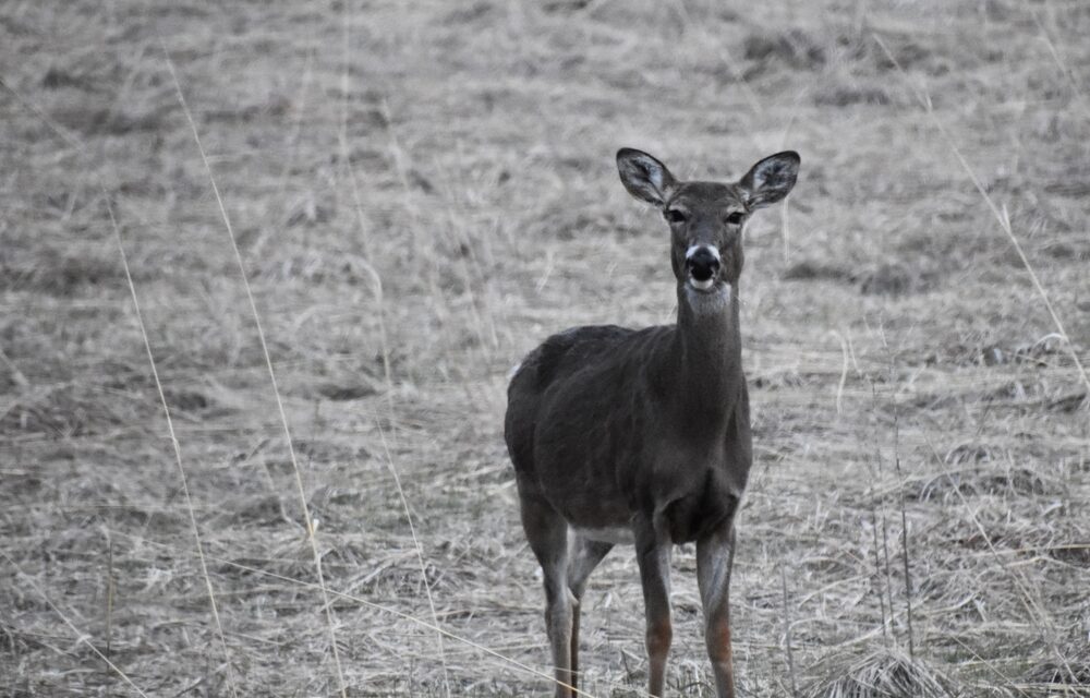 Researchers are now warning that ‘zombie deer disease’ could spread to humans