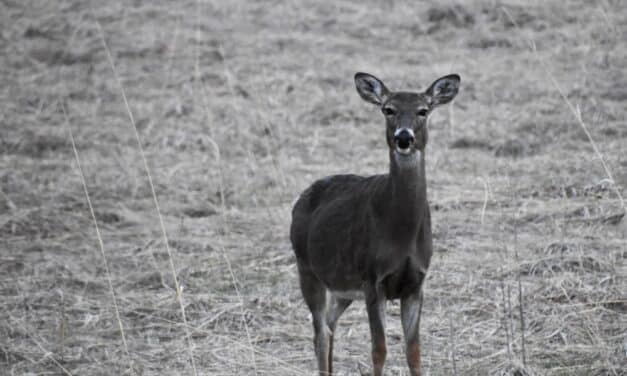 Researchers are now warning that ‘zombie deer disease’ could spread to humans